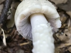 Coprinopsis strossmayeri