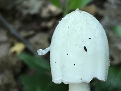 Coprinopsis strossmayeri