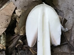 Coprinopsis strossmayeri