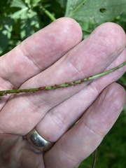 Uroleucon nigrotuberculatum