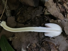 Coprinopsis strossmayeri