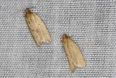 Clepsis divulsana