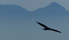 Milvus migrans parasitus