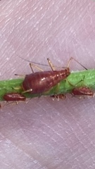 Uroleucon nigrotuberculatum