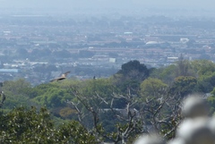 Milvus migrans parasitus