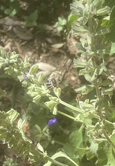 Anthophora californica