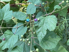 Ampelopsis