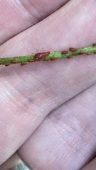 Uroleucon nigrotuberculatum