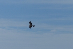 Milvus migrans parasitus