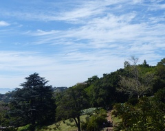 Milvus migrans parasitus