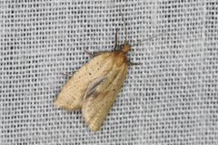 Clepsis divulsana