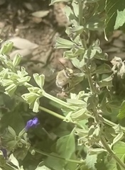 Anthophora californica