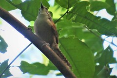 Pheugopedius genibarbis