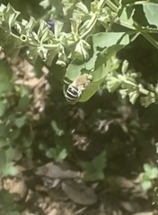 Anthophora californica