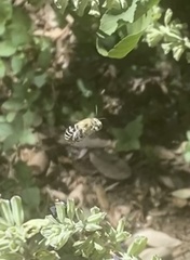 Anthophora californica