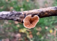 Schizophyllum amplum