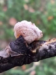 Schizophyllum amplum