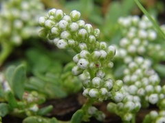 Corrigiola litoralis