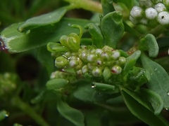 Corrigiola litoralis