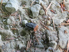 Oiceoptoma thoracicum