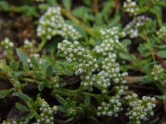 Corrigiola litoralis