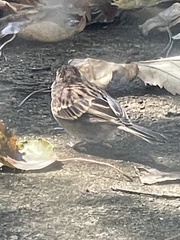 Spizella passerina