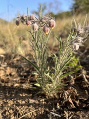 Hermannia grandistipula