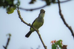 Myiarchus swainsoni