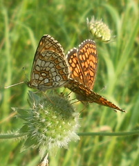 Melitaea athalia