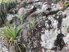 Tillandsia