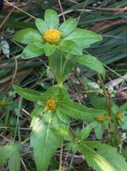 Bidens tripartita