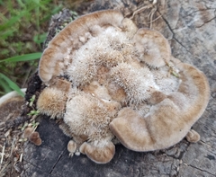 Trametes hirsuta