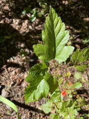 Physocarpus opulifolius