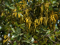 Phoradendron villosum