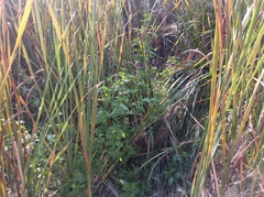 Bidens tripartita