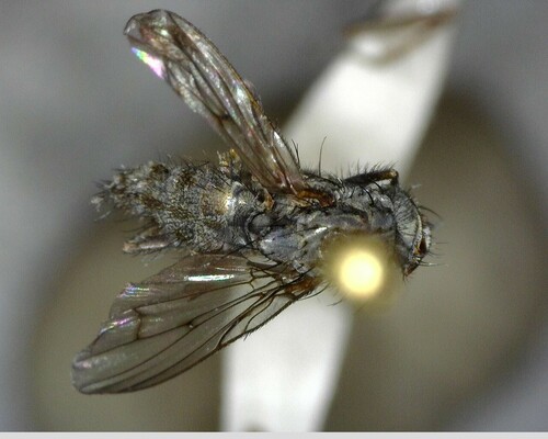 iNaturalist observation photo of Flies