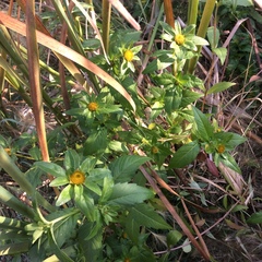 Bidens tripartita
