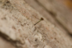 Caliciaceae