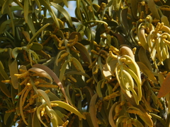 Phoradendron villosum