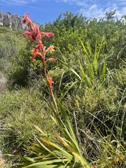 Watsonia meriana
