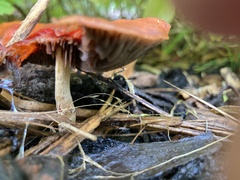 Leratiomyces