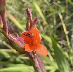 Watsonia meriana