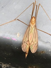 Tipula