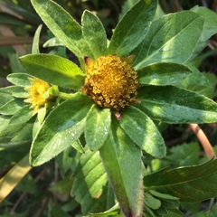 Bidens tripartita
