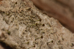 Caliciaceae