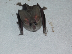 Macrotus waterhousii