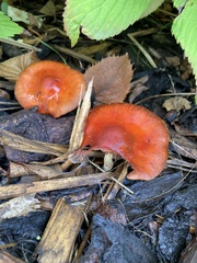 Leratiomyces