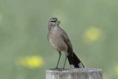 Cercotrichas coryphoeus