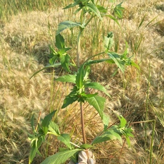Bidens tripartita