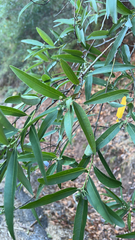 Vallesia glabra